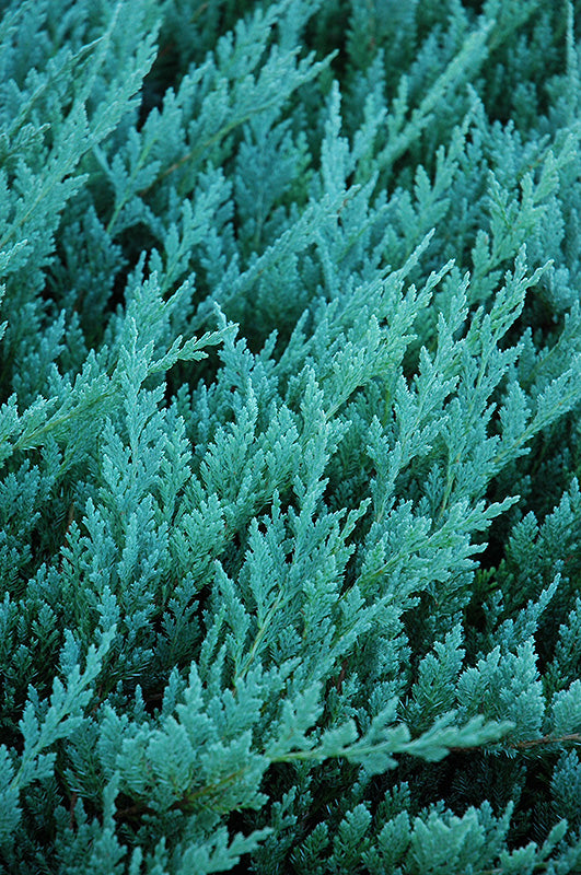 Blue-Chip-Juniper-2