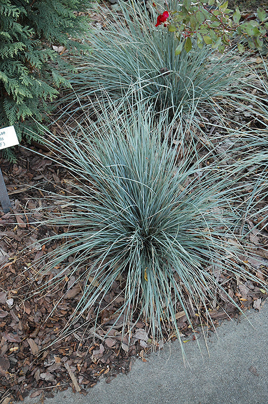 Sapphire-Blue-Oat-Grass-(#3)