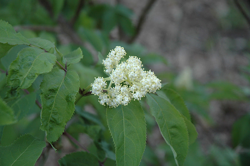American-Elder