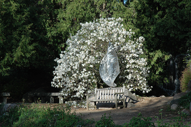 Royal-Star-Magnolia