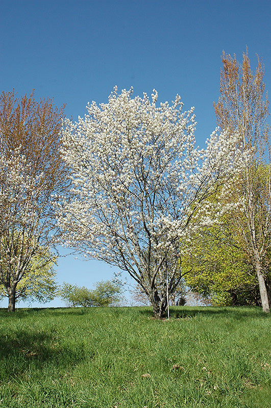 Princess-Diana-Serviceberry