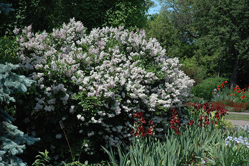 Miss-Kim-Lilac