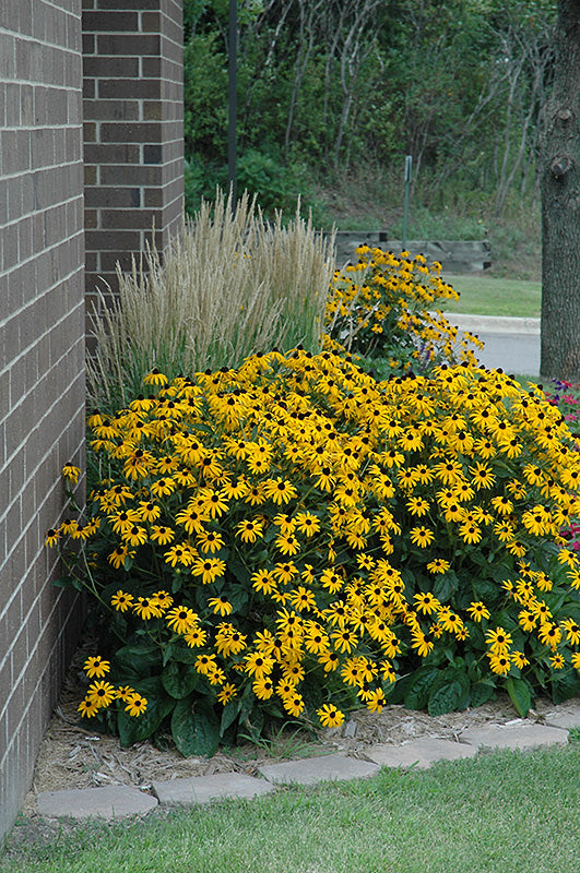 Goldsturm Coneflower (#1)