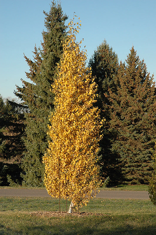 Dakota-Pinnacle-Birch