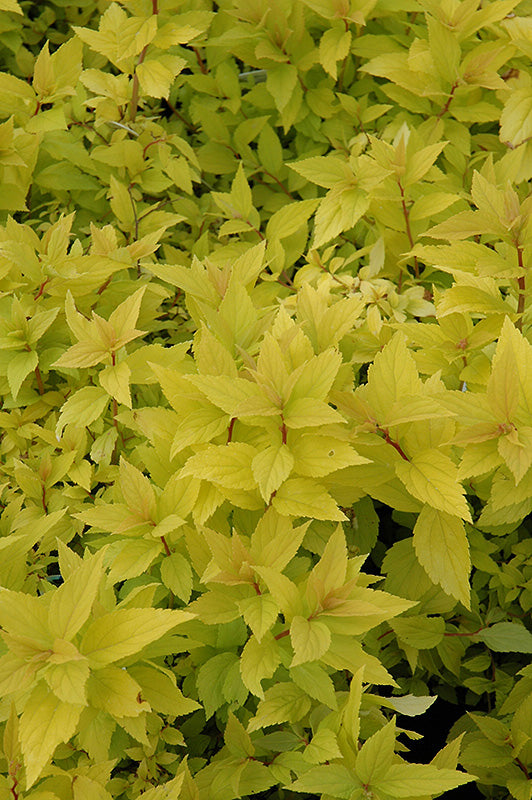 Goldmound Spirea