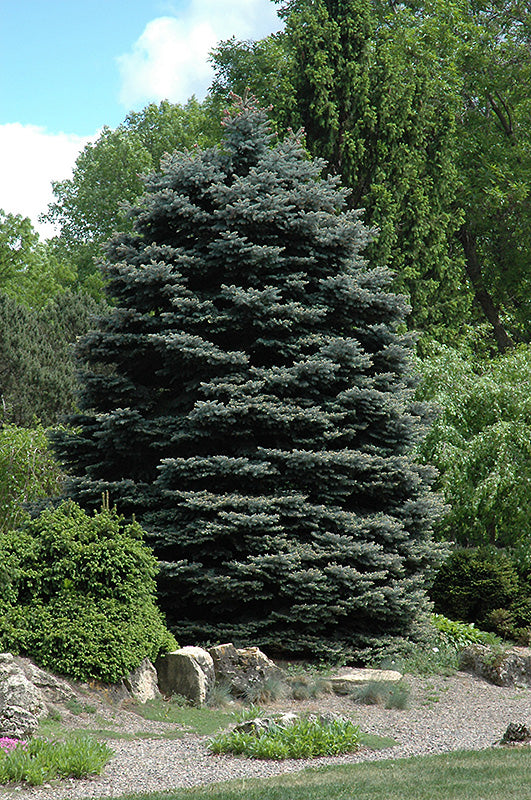 Fat-Albert-Blue-Spruce-2