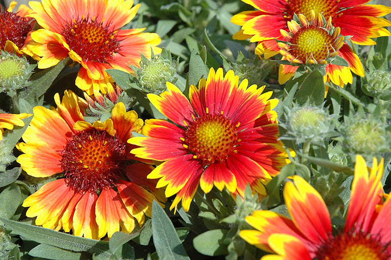 Arizona Sun Blanket Flower (#1)