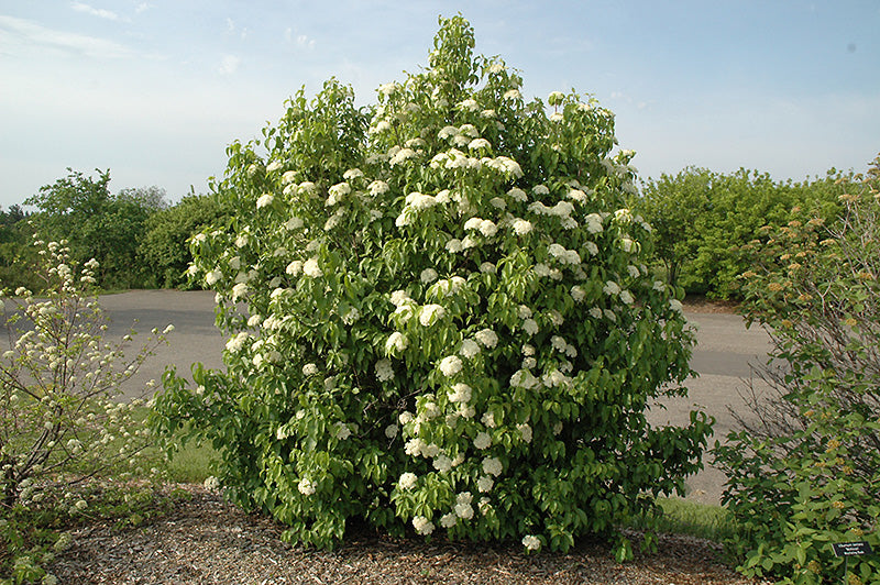 Nannyberry