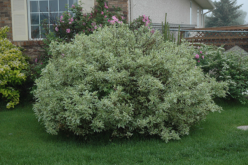 Ivory-Halo-Dogwood