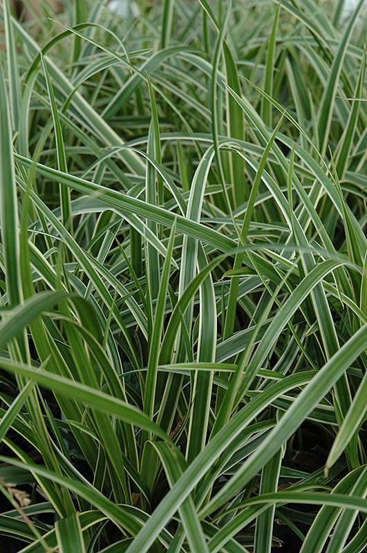 Sedge-–-Ice-Dance-(Carex)-2