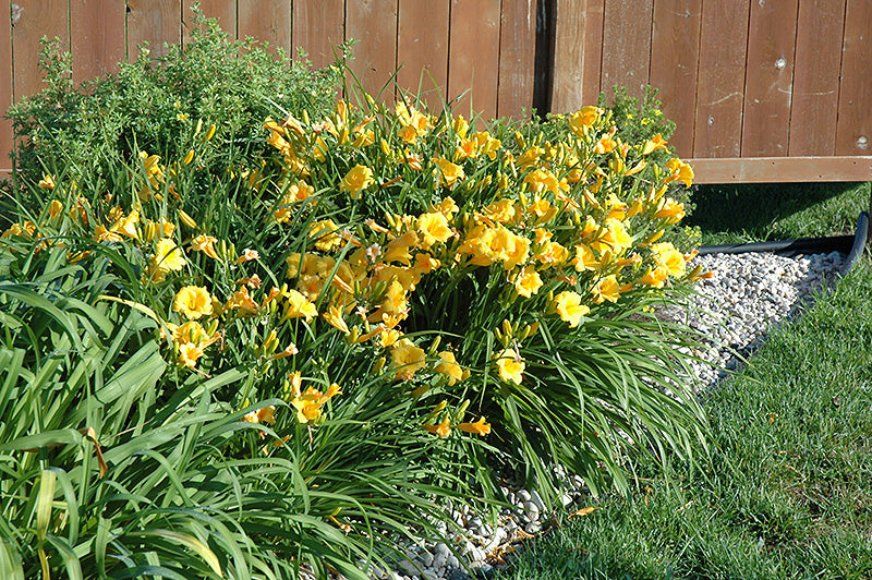 Stella de Oro Daylily (#1)
