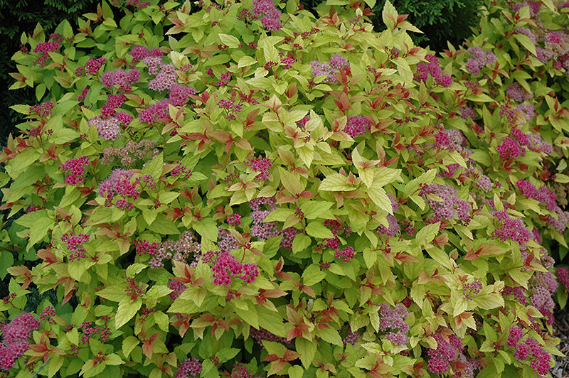 Magic-Carpet-Spirea-2