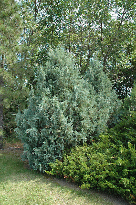 Wichita-Blue-Juniper
