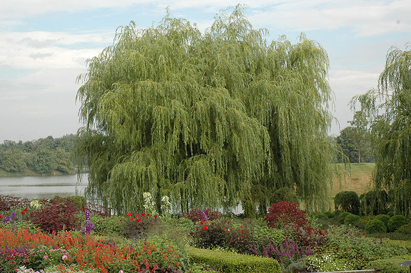 Golden-Weeping-Willow