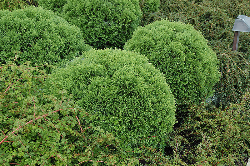 Little-Giant-Arborvitae