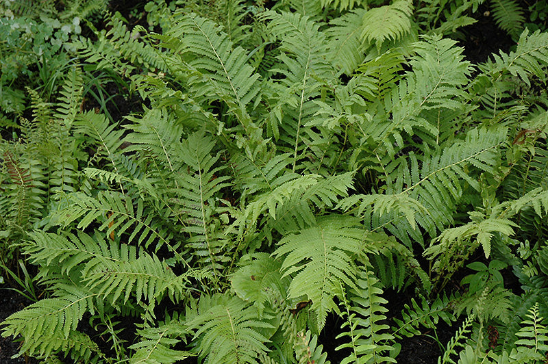 Christmas-Fern-(#1)