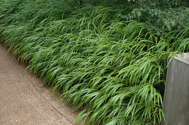 Row of green plants along a paved path with a wooden fence in the background