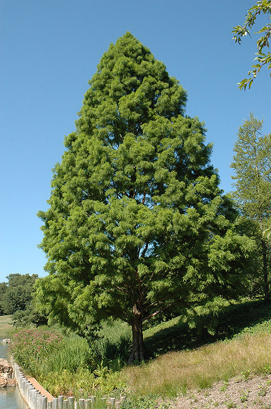 Shawnee-Brave-Bald-Cypress