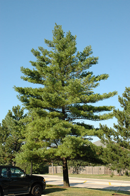 White-Pine