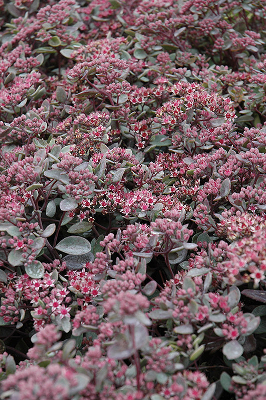 Vera-Jameson-Stonecrop