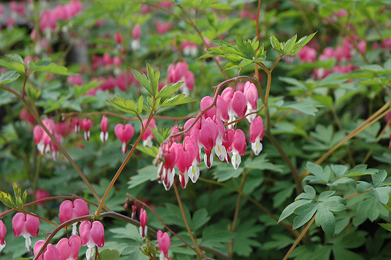 Bleeding-Hearts-(#1)