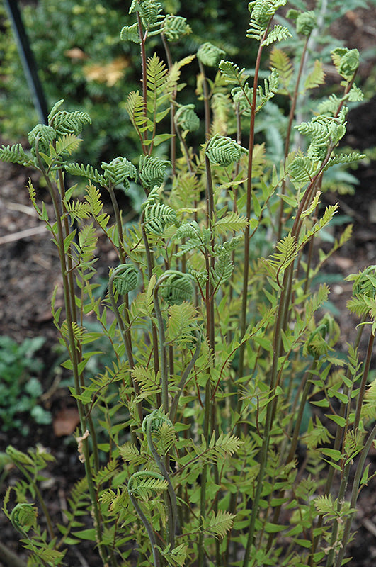 Hay-Scented-Fern