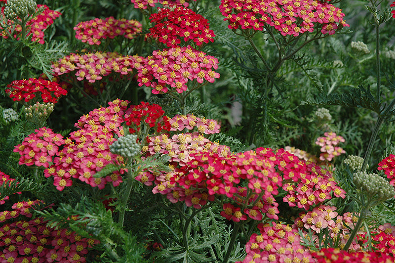 Paprika Yarrow (#1)