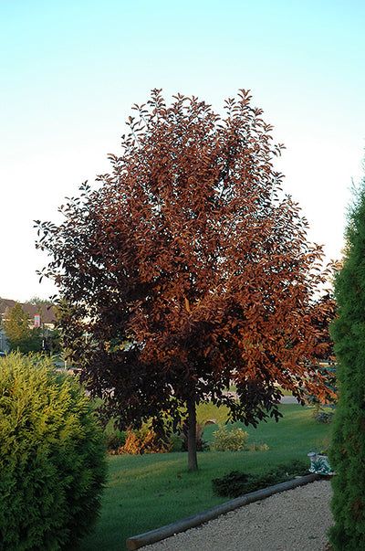 Canada-Red-Chokecherry