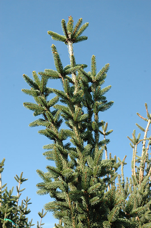 Columnar Norway Spruce (Cupressina)