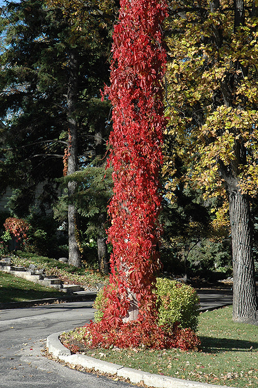 Virginia-Creeper