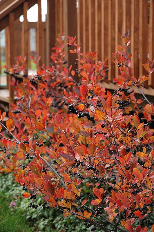 Autumn-Magic-Black-Chokeberry