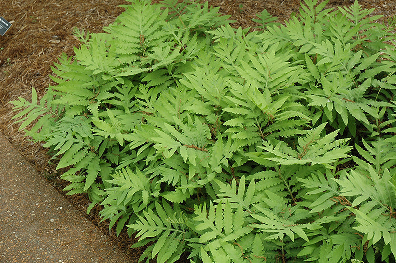 Sensitive Fern (#1)