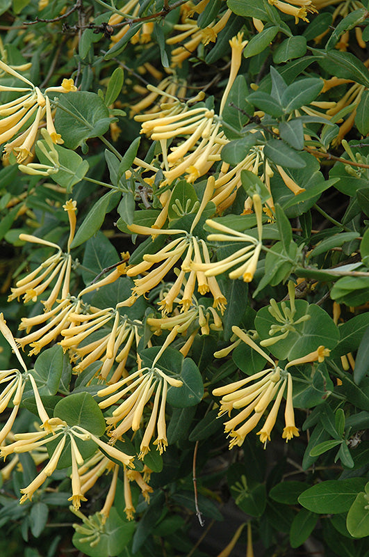 John-Clayton-Honeysuckle