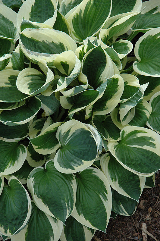 Patriot Hosta (#2)