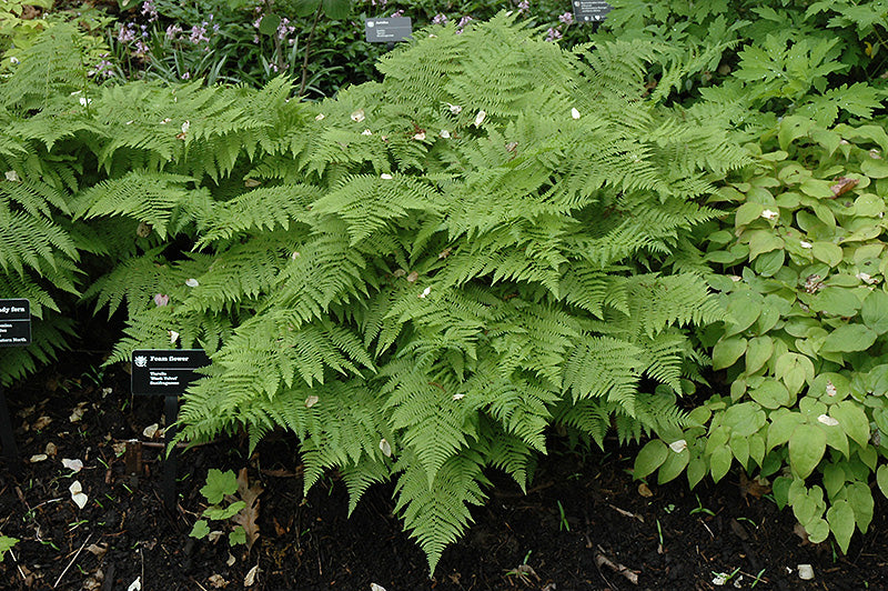 Lady-Fern-(#1)