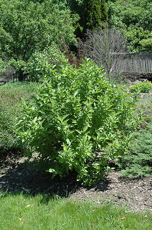 Arctic-Fire®-Red-Twig-Dogwood-2