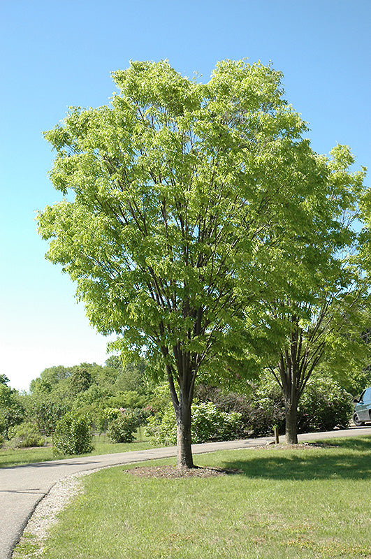 Green-Vase-Zelkova