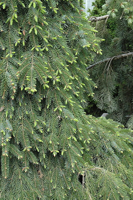 Bruns Weeping Serbian Spruce