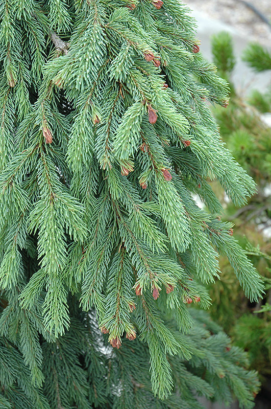 Weeping White Spruce