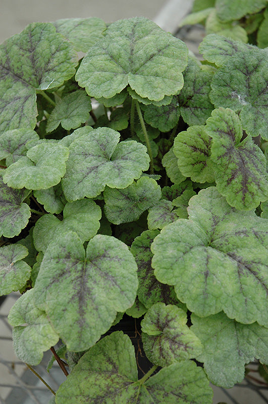 Running-Tapestry™-Foamflower-(#1)