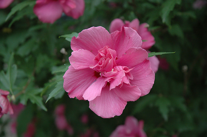 Lucy-Rose-of-Sharon-(Standard-Tree-Form)