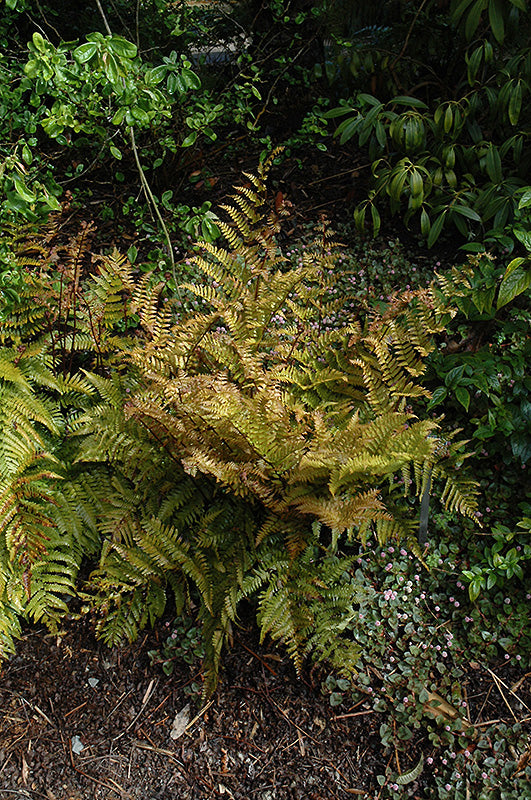 Autumn Fern (#1)