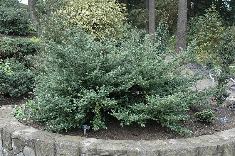 Convex-Leaf-Japanese-Holly