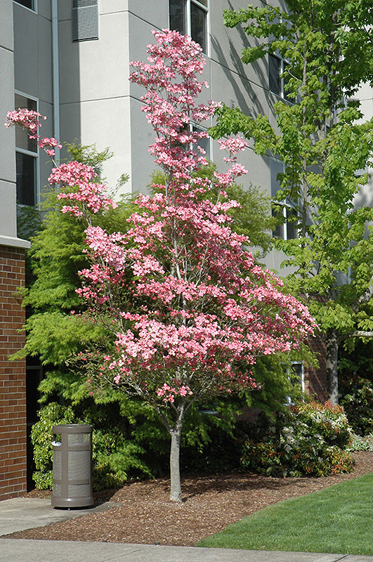 Cherokee-Brave-Dogwood-Tree