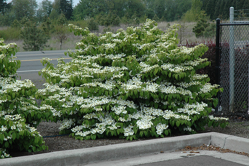 Shasta-Doublefile-Viburnum