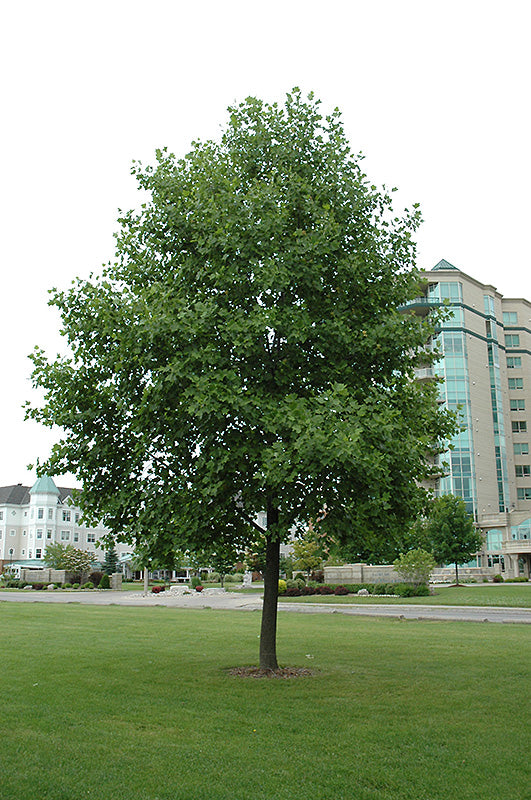 Tuliptree