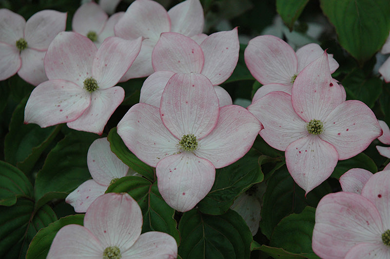 Flowering Dogwood