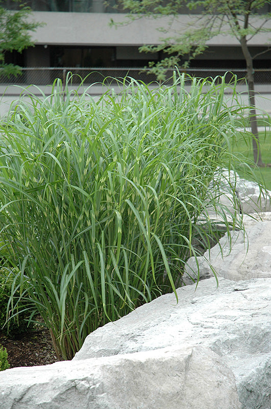 Zebra-Grass-2