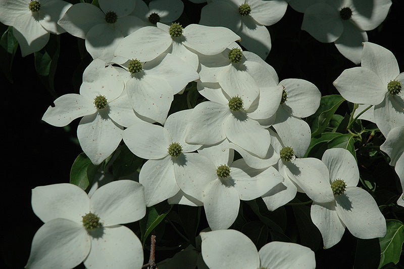 Appalachian-Mist-Flowering-Dogwood