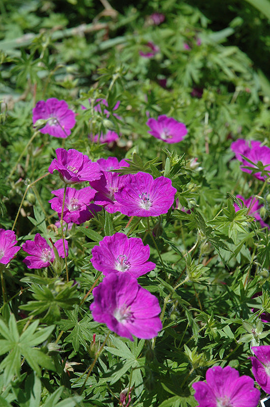 New-Hampshire-Purple-Cranesbill